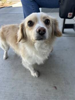 Chihuahua Dogs Available for Adoption - TOBY - ADOPTION PENDING | PetCurious