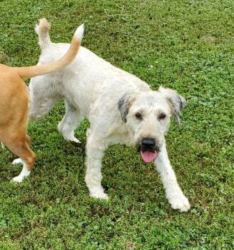 Rescue Wheaten Terrier Dogs for Adoption in Terre Haute, Indiana - Lilly Aka Star | PetCurious
