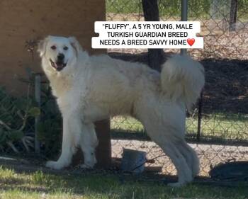 Rescue Akbash Dogs for Adoption in Rockdale, Texas - FLUFFY | PetCurious