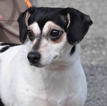 Jack Russell Terrier Dogs Available for Adoption in Millfield, Ohio - Emma | PetCurious