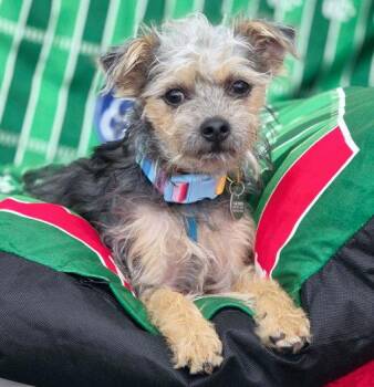 Sheldon -  Terrier and Poodle Dog for Adoption in Anaheim, California - Sheldon | PetCurious