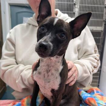 Chihuahua Dogs Available for Adoption - NATALIE | PetCurious