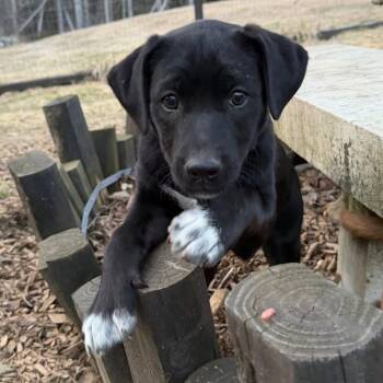 Labrador Retriever Dogs Available for Adoption - Jelly Bean (in New England) | PetCurious