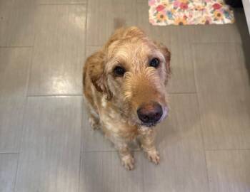 Peaches -  Golden Retriever Dog for Adoption in Bloomfield Hills, Michigan - Peaches | PetCurious