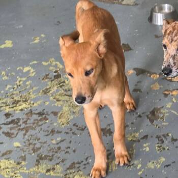 Robin -  Catahoula Leopard Dog and Terrier Dog for Adoption in Melrose, Florida - Robin | PetCurious