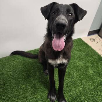 Rescue Labrador Retriever Dogs for Adoption in Columbia, Missouri - Weasel | PetCurious