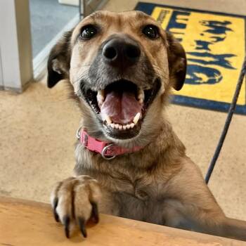 Australian Cattle Dog Blue Heeler and German Shepherd Dog Dogs Available for Adoption in St. Louis, Missouri - THEO | PetCurious
