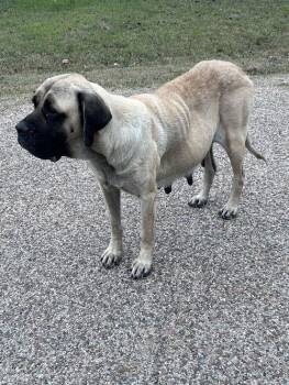 Maisy -  Mastiff Dog Available for Adoption in Edmond, Oklahoma - Maisy | PetCurious