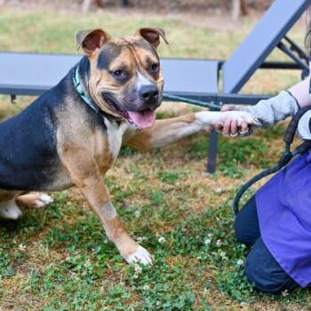 Mixed Breed Dogs Available for Adoption in Chamblee, Georgia - Paradox | PetCurious
