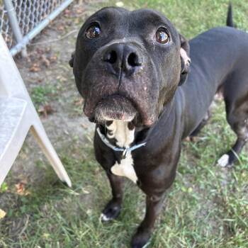 Fantina -  Pit Bull Terrier Dog for Adoption in Saint Charles, Missouri - Fantina | PetCurious