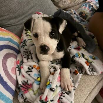 Mixed Breed Dogs Available for Adoption in Huntsville, Alabama - Baby | PetCurious