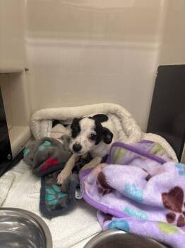 Chihuahua and Mixed Breed Dogs Available for Adoption - Luna | PetCurious