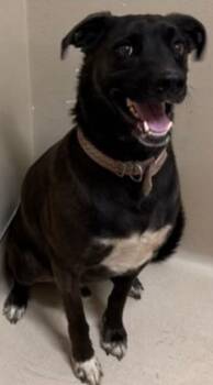 Rescue Labrador Retriever and Shepherd Dogs for Adoption in Quincy, California - ROCKY | PetCurious