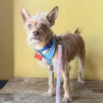Jiggs -  Yorkshire Terrier and Chihuahua Dog for Adoption in Boulder, Colorado - Jiggs | PetCurious