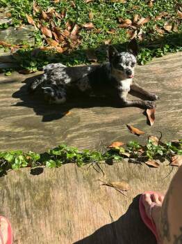 Chihuahua Dogs Available for Adoption in Silsbee, Texas - Zeva | PetCurious