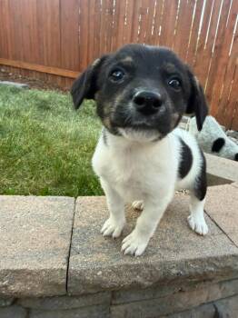 Remi -  Australian Cattle Dog Blue Heeler Dog Available for Adoption in Colorado Springs, Colorado - Remi | PetCurious