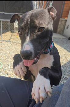 Moon -  Terrier Dog for Adoption in Sterling Heights, Michigan - Moon | PetCurious
