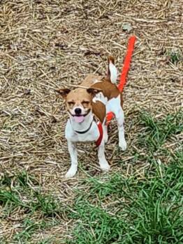 COOKIE -  Chihuahua and Dachshund Dog for Adoption in Troutman, North Carolina - COOKIE | PetCurious