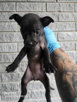 NORUEGA -  American Staffordshire Terrier Dog for Adoption in San Antonio, Texas - NORUEGA | PetCurious