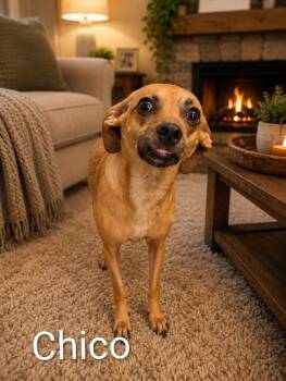 Chico -  Chihuahua and Miniature Pinscher Dog for Adoption in Shelby County, Texas - Chico | PetCurious