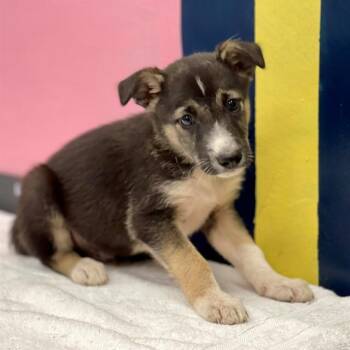 JASPER -  Mixed Breed Dog for Adoption in Edmond, Oklahoma - JASPER | PetCurious