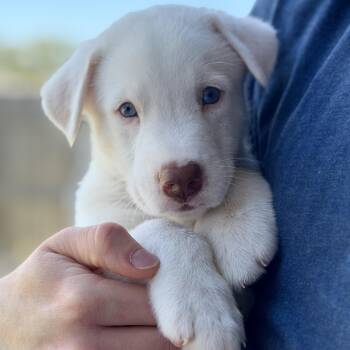 Mika -  Shepherd Dog for Adoption in Pflugerville, Texas - Mika | PetCurious