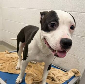 Pit Bull Terrier and Mixed Breed Dogs Available for Adoption in St. Louis, Missouri - PATCHES | PetCurious
