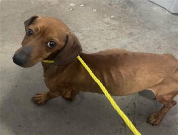 Dachshund Dogs Available for Adoption in Dallas, Texas - SLINKY | PetCurious