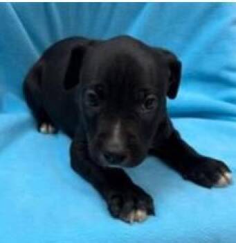 Wyatt -  Pit Bull Terrier and Mixed Breed Dog for Adoption in Kansas City, Missouri - Wyatt | PetCurious