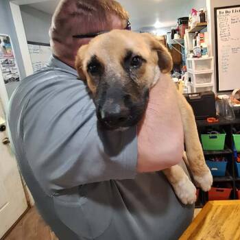 Harry -  Anatolian Shepherd and Mixed Breed Dog for Adoption in Boaz, Alabama - Harry | PetCurious