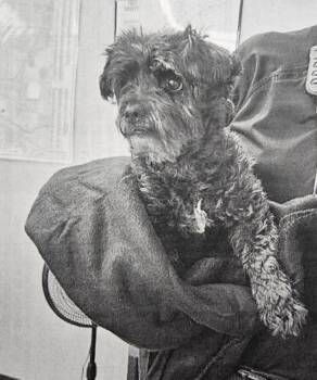 Rescue Shih Tzu and Terrier Dogs for Adoption in Lakewood, Colorado - Ziggy | PetCurious