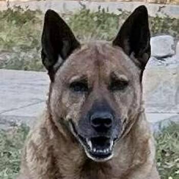 Sydney -  Belgian Shepherd Malinois Dog for Adoption in Seguin, Texas - Sydney | PetCurious