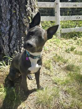 Jasper -  Pit Bull Terrier Dog for Adoption in Roslyn, Washington - Jasper | PetCurious