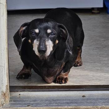 Dachshund Dogs Available for Adoption in Lancaster, Ohio - Sophie | PetCurious