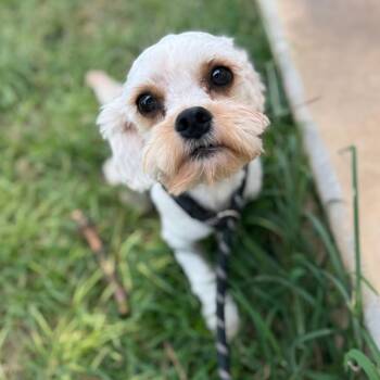 Chewy Bennett -  Miniature Poodle and Cavalier King Charles Spaniel Dog for Adoption in Houston, Texas - Chewy Bennett | PetCurious