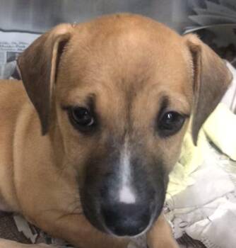 Labrador Retriever and Mixed Breed Dogs Available for Adoption in Parma, Ohio - Maggie | PetCurious