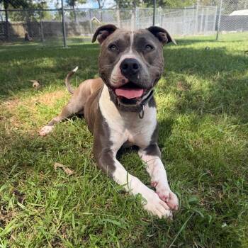 Selma -  Pit Bull Terrier Dog for Adoption in Klein, Texas - Selma | PetCurious