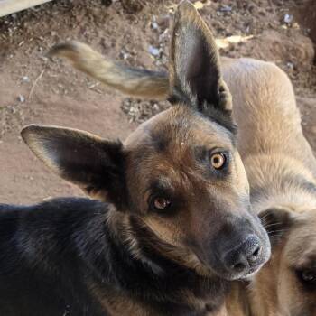 Shepherd and Mixed Breed Dogs Available for Adoption - Bruny | PetCurious