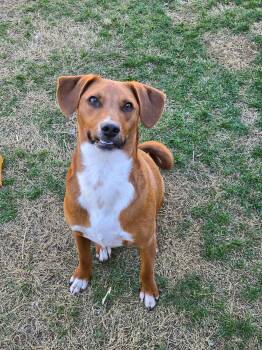Trip -  Shepherd Dog for Adoption in Santa Monica, California - Trip | PetCurious