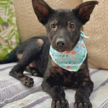 Patagonia -  Mixed Breed Dog for Adoption in Buffalo, Minnesota - Patagonia | PetCurious