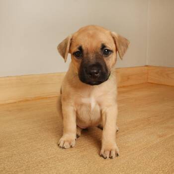 Ruby D71120 -  Pit Bull Terrier Dog for Adoption in Minnetonka, Minnesota - Ruby D71120 | PetCurious