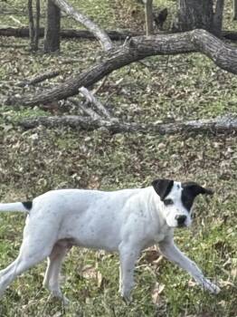 Rescue Black Labrador Retriever Dogs for Adoption in Holly Springs, Mississippi - Kipper | PetCurious