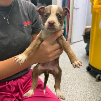 Michelangelo-4228 -  Cattle Dog and Mixed Breed Dog for Adoption in Tyler, Texas - Michelangelo-4228 | PetCurious