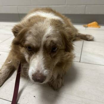 Tim -  Anatolian Shepherd Dog for Adoption in Lufkin, Texas - Tim | PetCurious
