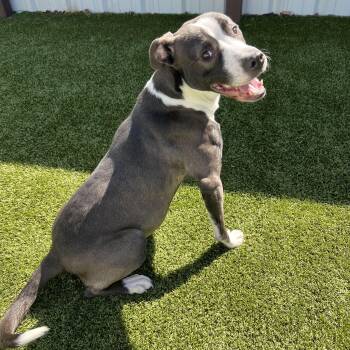 Pit Bull Terrier and American Staffordshire Terrier Dogs Available for Adoption - Lillie | PetCurious