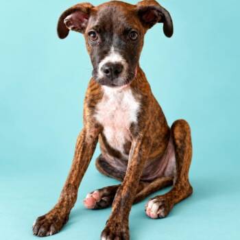 Lottie -  Boxer and Mixed Breed Dog for Adoption in Corpus Christi, Texas - Lottie | PetCurious