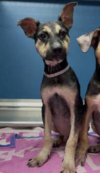SCAR -  Labrador Retriever and Mixed Breed Dog for Adoption in Conroe, Texas - SCAR | PetCurious