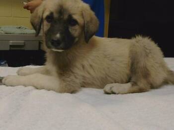 OOPS -  Anatolian Shepherd and Mixed Breed Dog for Adoption in Cookeville, Tennessee - OOPS | PetCurious