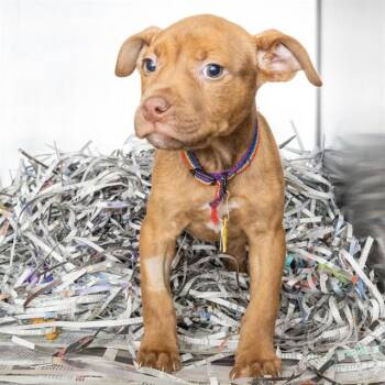 Pit Bull Terrier and Mixed Breed Dogs Available for Adoption in St. Louis, Missouri - WALTER | PetCurious