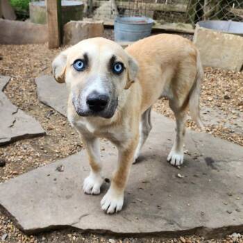 Husky and Mixed Breed Dogs Available for Adoption in Boaz, Alabama - Zulu | PetCurious